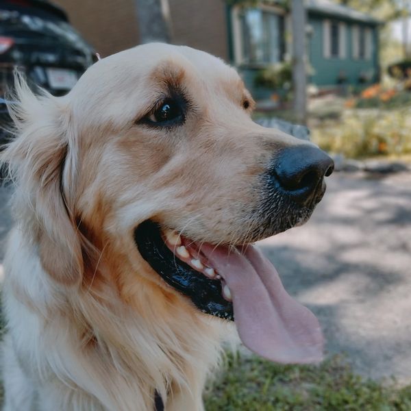 Toby the golden retriever happy as can be with his tongue out!