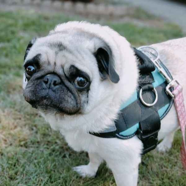 Layla Jelly Bean the pug!