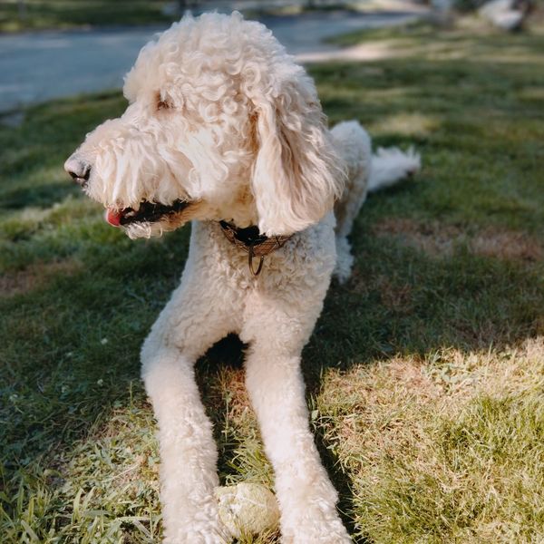 Jack the golden doodle mix laying down posing