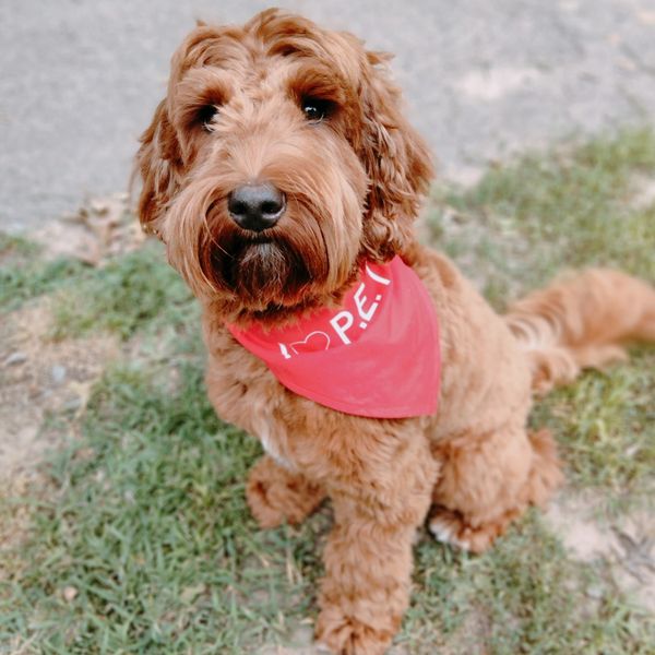 Ruby the red doodle mix sitting majestically for her picture.
