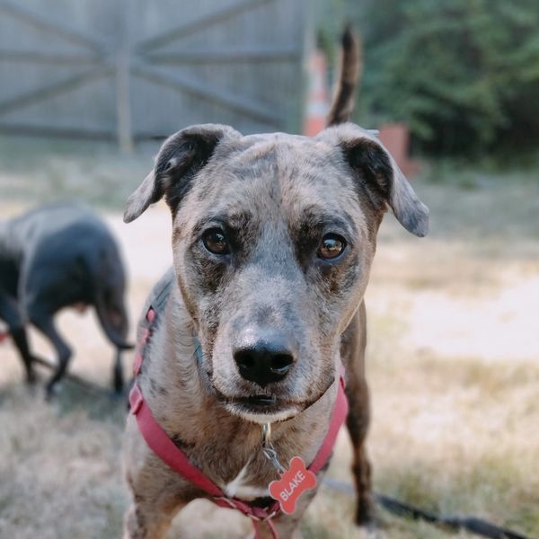 Blake the catahoula leopard dog hanging outside with his brother Ozzie in the background