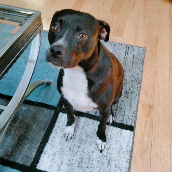 Ozzie the mixed breed dog posing for a photo