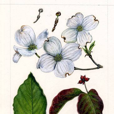 Botanical illustration of dogwood flowers and leaves with detailed texture.