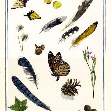 Watercolor painting of feathers, butterfly wings, plants, and pine cone.