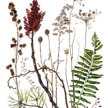 A collection of various dried and green plants and seed pods arranged artistically.