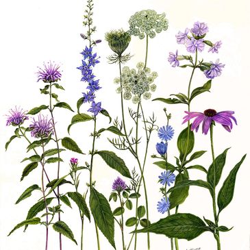 Illustration of various wildflowers with green leaves and colorful blossoms.