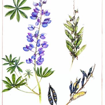 Illustration of a flowering plant with purple flowers and green pods, plus separate green and dried pods.