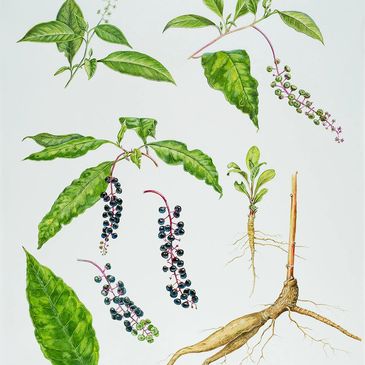 Detailed botanical illustration of a plant with leaves, berries, and roots.