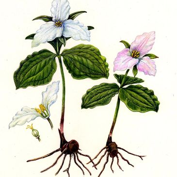 Illustration of two flowering plants with roots and leaves, one with white petals and one with pink.