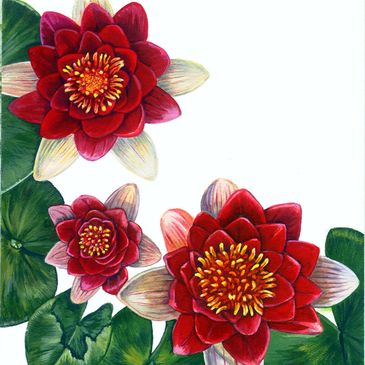 Three vibrant red water lilies with green lily pads on white background.