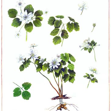Botanical illustration of a flowering plant with white flowers and green leaves.