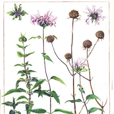 Botanical illustration of flowering and seed stages of a plant with green leaves and purple flowers.