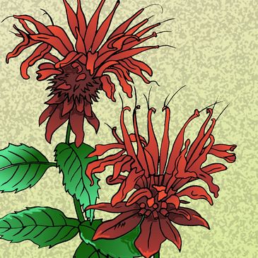 Illustration of two red flowers with green leaves.