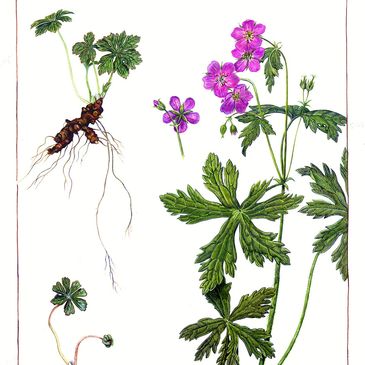 Botanical illustration of a flowering plant with detailed roots and leaves.