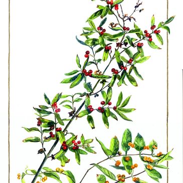 Watercolor painting of leafy branches with red and orange berries.
