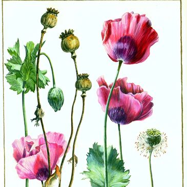 Detailed botanical illustration of pink poppy flowers and seed pods.