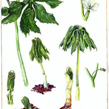 Botanical illustration showing various growth stages of a green plant with roots, leaves, and flower.