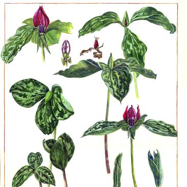 Botanical illustration of green leaves with red flowers and brown dried leaves.