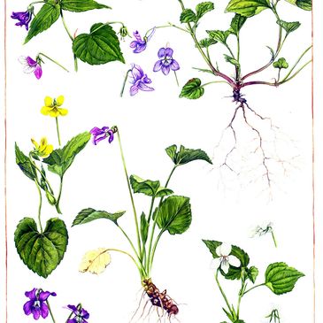 Detailed botanical illustration of various violet plants with roots and flowers in purple, yellow, and white.