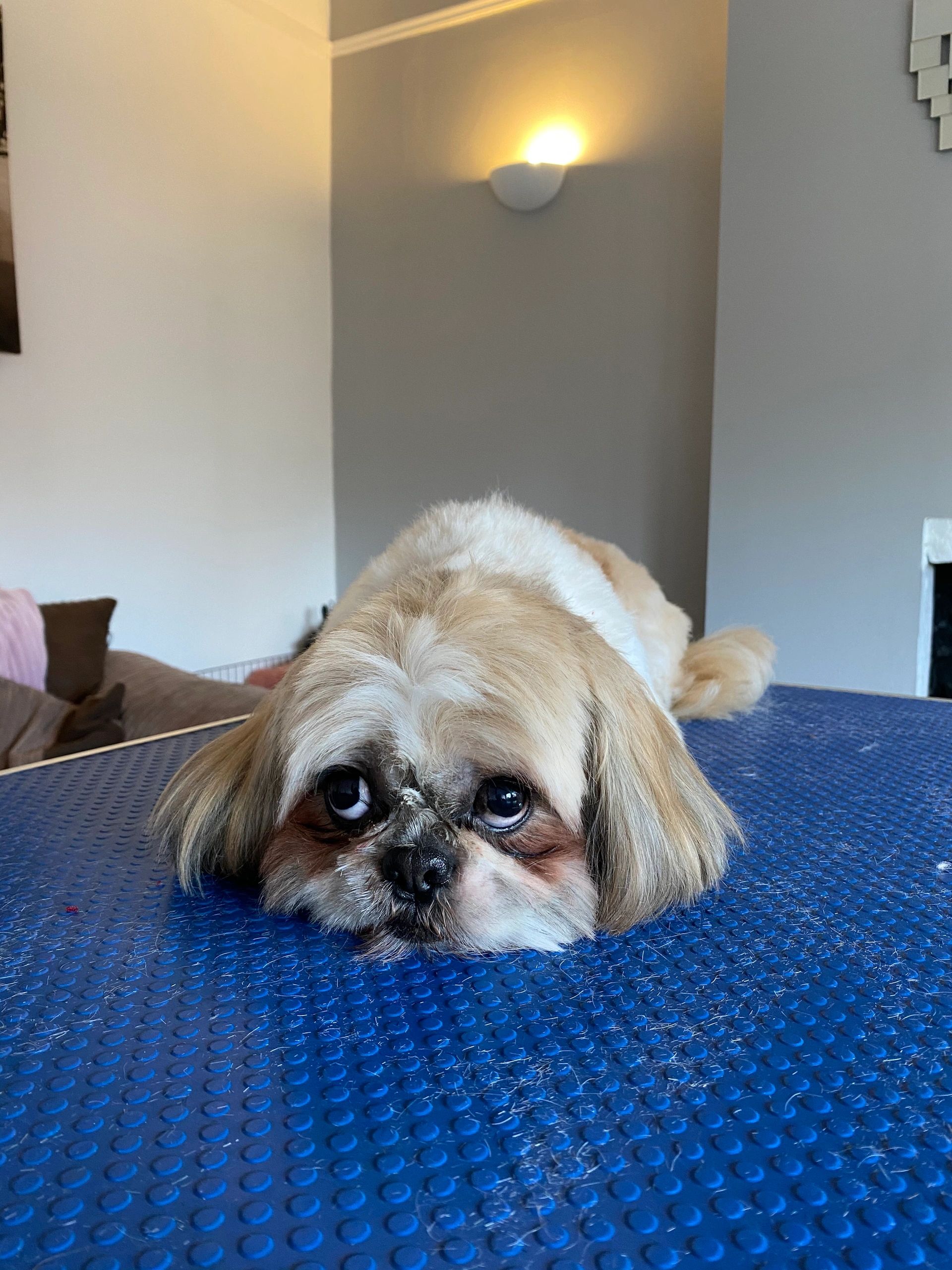 fresh as a daisy dog salon