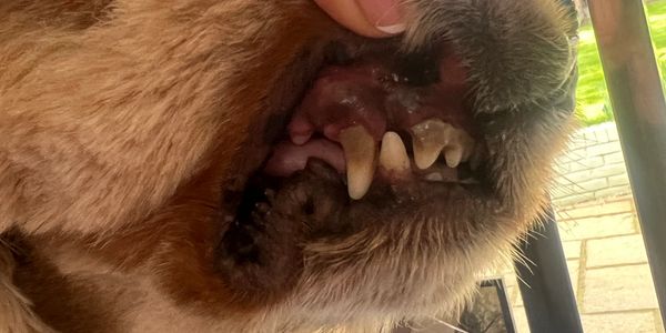 Dog teeth cleaning