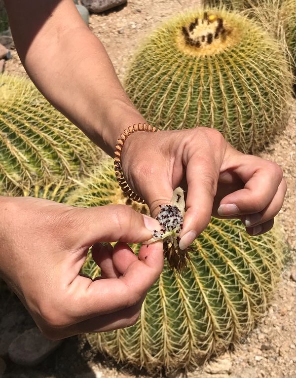 Golden Barrell Cactus fruit