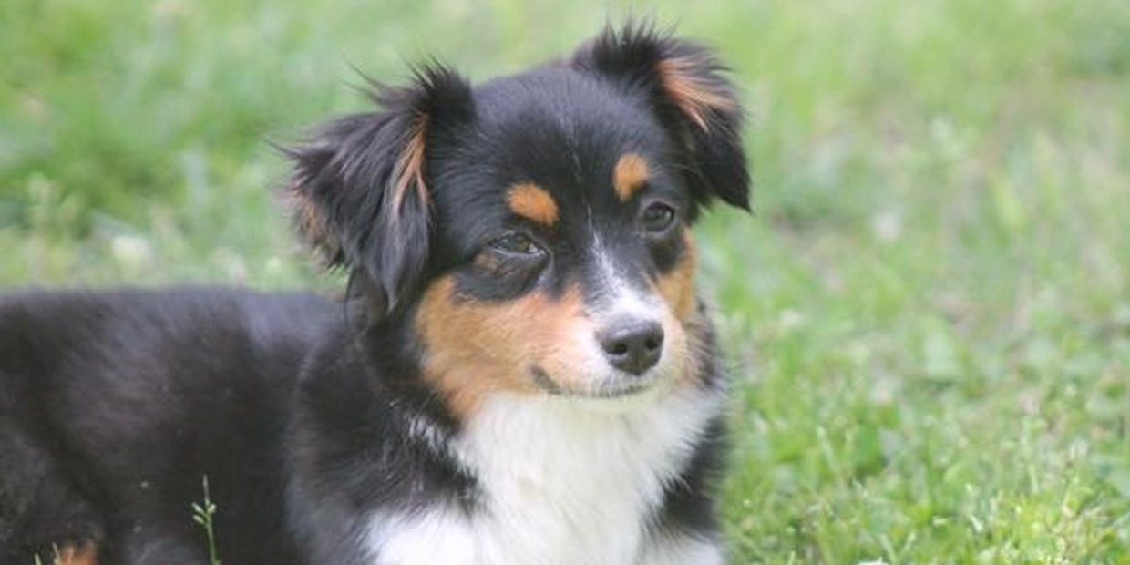 Black tri toy aussie laying on grass toy aussies available at marlowin aussies