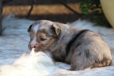 blue merle toy australian shepherd