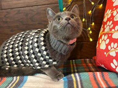 Healthy gray cat after flea and parasite control bath at Pawadise Parlor Oklahoma