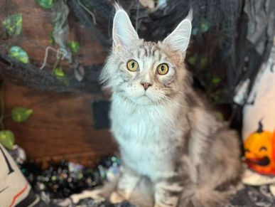 Clean long-haired tabby cat after thorough bathing at Pawadise Parlor Oklahoma City