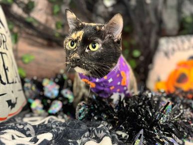 Black cat receiving allergy relief bath removing allergens at Oklahoma City cat salon