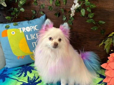 White dog with clean healthy coat after professional bathing at Pawadise Parlor Oklahoma City