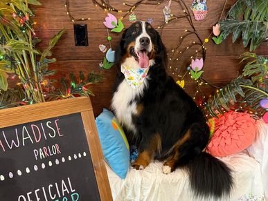 Fresh clean Bernese Mountain Dog after odor control bath at Oklahoma City pet grooming