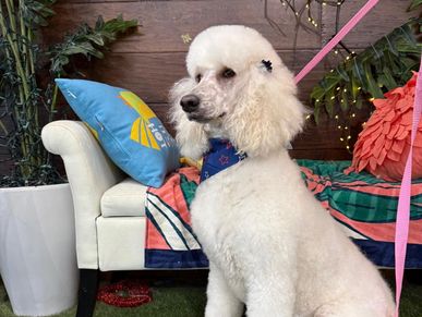 Dog receiving health examination during professional bath service at Pawadise Parlor OKC