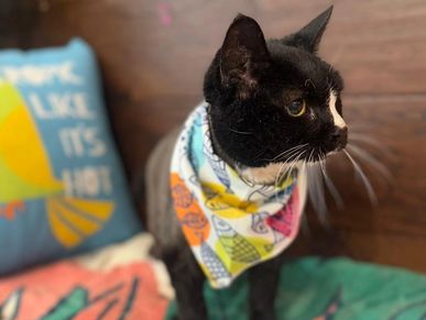 Senior cat receiving gentle professional grooming care at Pawadise Parlor OKC