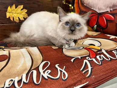 Calm relaxed Siamese cat enjoying stress-free grooming experience at Oklahoma City salon