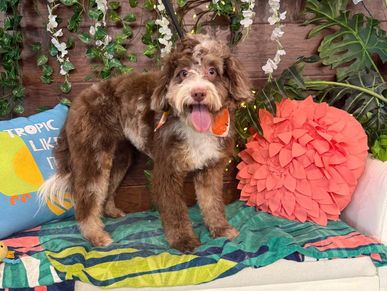 Tangle-free Labradoodle after professional brushing bath preventing mats at Pawadise OKC