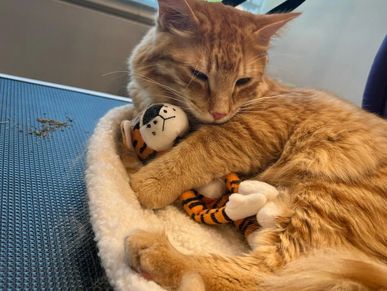 Healthy orange cat with shiny coat after professional grooming at Oklahoma City cat salon