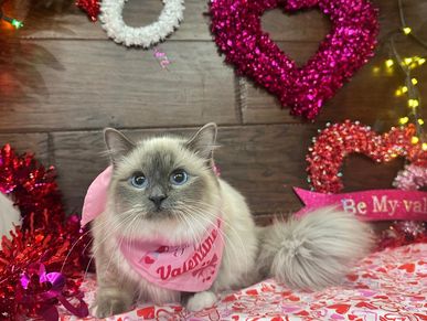 Mat-free Persian cat after professional grooming at Pawadise Parlor Oklahoma City