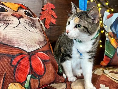 Brushed tabby cat reducing hairballs and shedding at Oklahoma City cat grooming salon