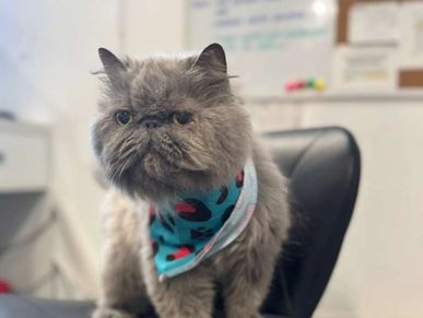 Clean cat after dander-reducing bath for allergic owners at Oklahoma City cat grooming