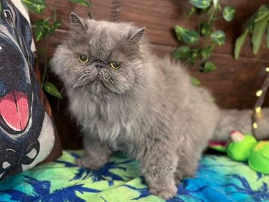 Persian cat receiving gentle bathing for arthritis and mobility at Pawadise Parlor OKC