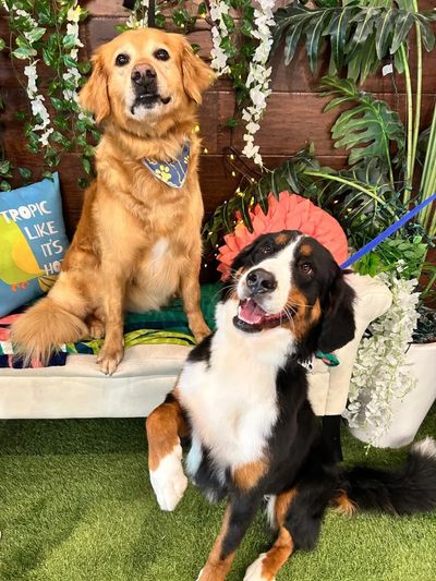 Happy dogs enjoying calm one-on-one grooming experience at Oklahoma City pet salon