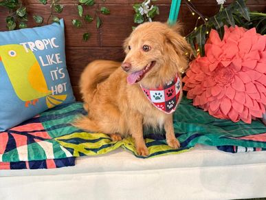 Golden dog with shiny improved coat after luxury bath at Oklahoma City dog spa