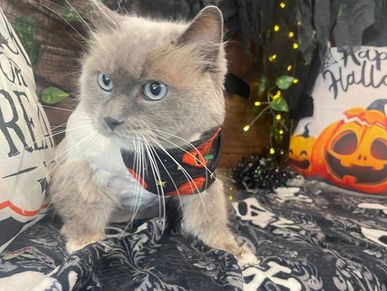 Calm relaxed Siamese cat enjoying stress-free grooming experience at Oklahoma City salon