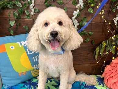 Cocker Spaniel after de-shedding bath reducing allergens at Oklahoma City dog bathing salon