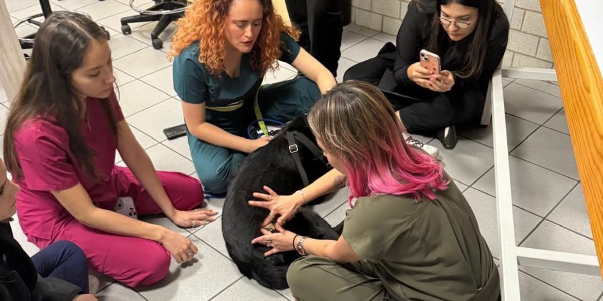 A group of women gathered around a black dog on a tiled floor indoors.