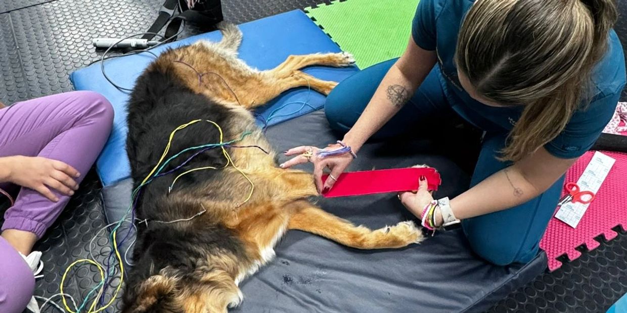 Therapist applies treatment to a dog lying on a mat with wires attached.