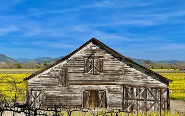 Rustic weathered barn in a vibrant yellow flower field under a blue sky.