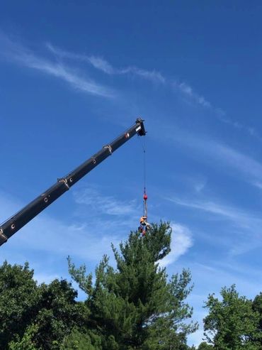 Crane removing a large tree 